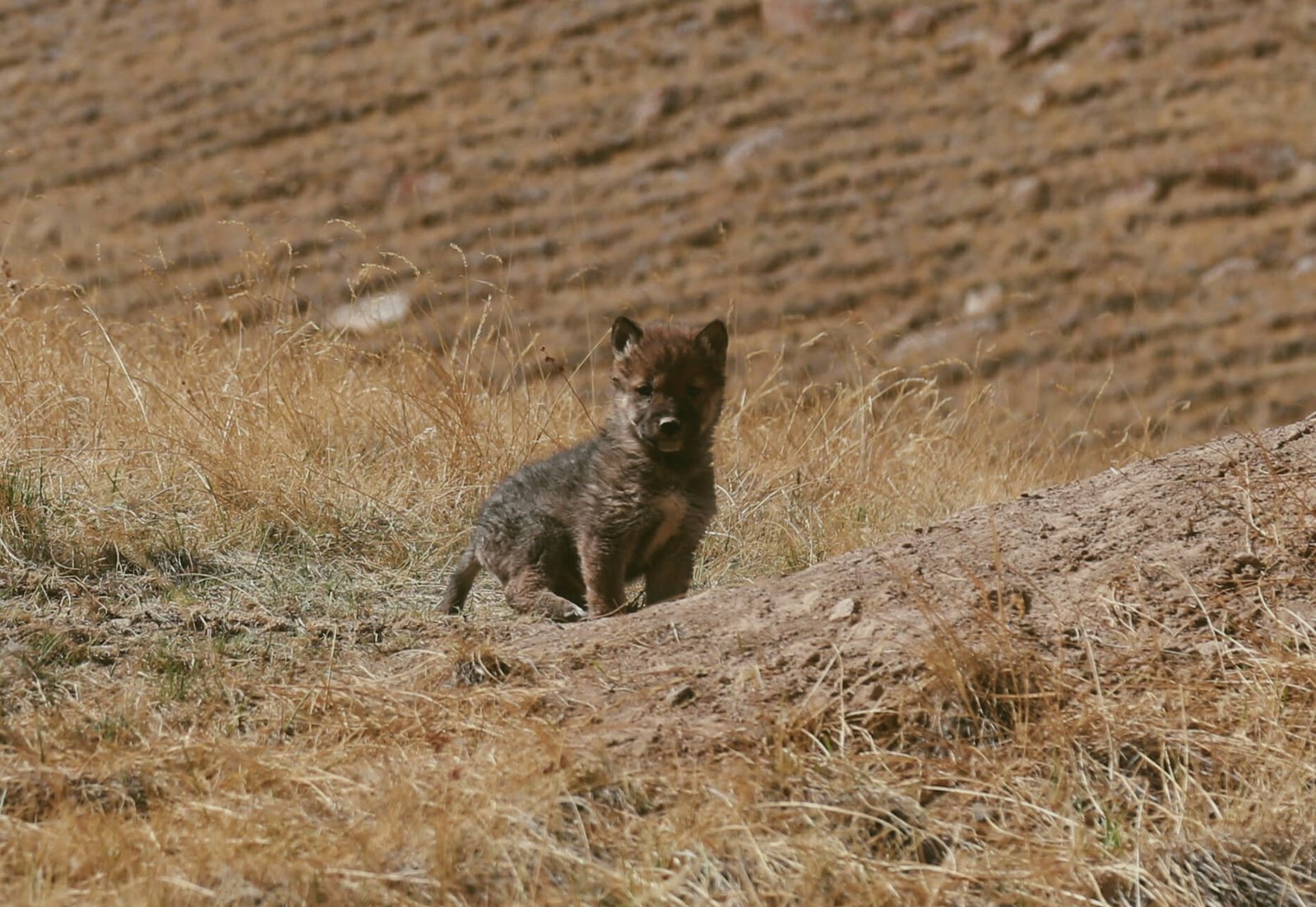 A young wolf pup stands alert amidst a field of dry grass, its keen eyes scanning the horizon. The image captures the rugged and wild essence of the natural habitat encountered on Tenti’s Snow Leopard Photo Hunting Tour