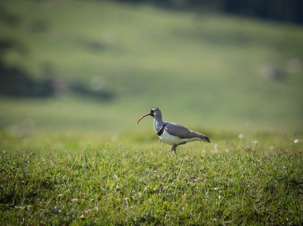 A lone bird, identified as a Ibisbill, stands gracefully on a lush green meadow with a soft-focus background of rolling hills, showcasing the natural habitat and serene environment of Kyrgyzstan, perfect for a birdwatching tour